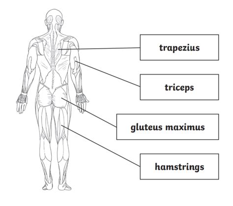 big muscle|10 Largest Muscles in the Human Body